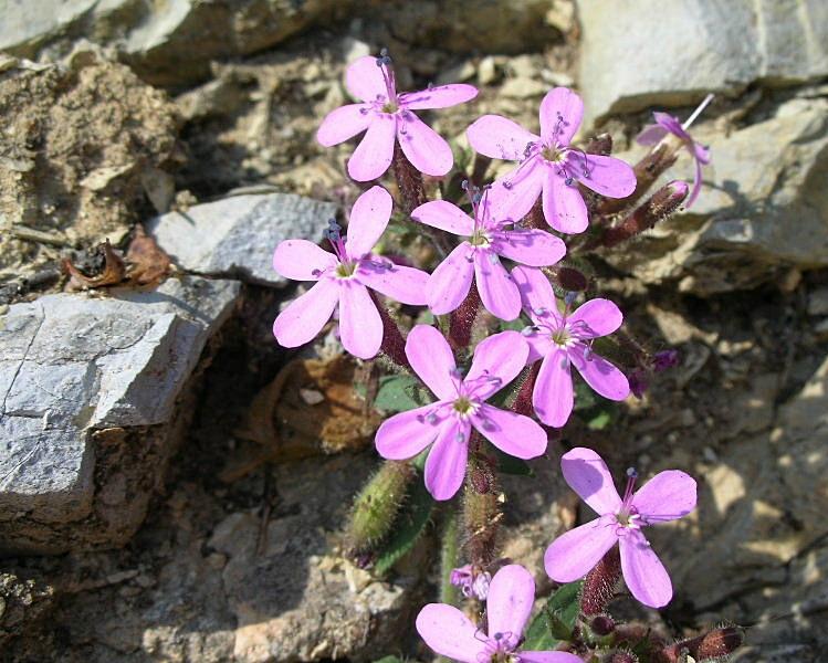 Saponaria ocymoides / Saponaria rossa
